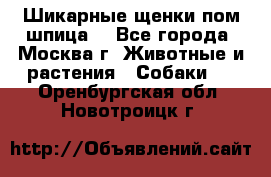 Шикарные щенки пом шпица  - Все города, Москва г. Животные и растения » Собаки   . Оренбургская обл.,Новотроицк г.